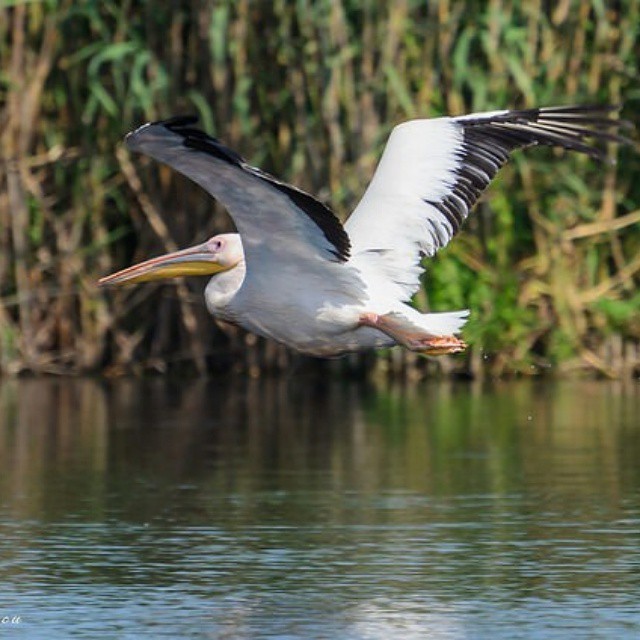 Great White Pelican in Danube Delta