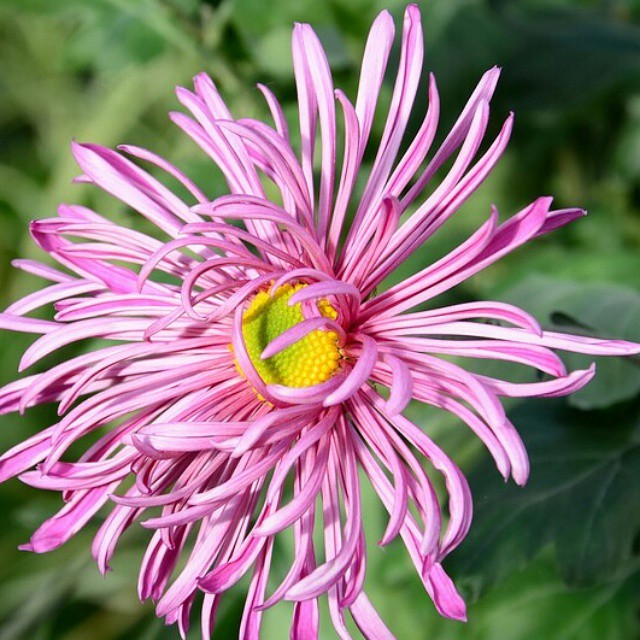 Chrysanthemum Close-up